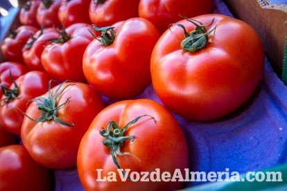 La Plaza Vieja ha vivido una gran jornada con música, juegos infantiles, degustaciones, muestra de tomates y venta con fines solidarios Fot