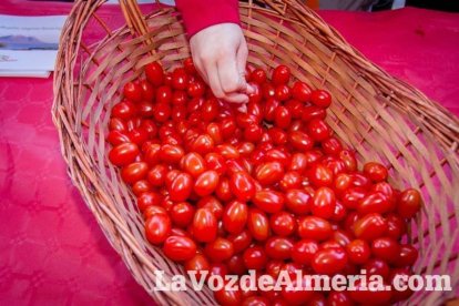 La Plaza Vieja ha vivido una gran jornada con música, juegos infantiles, degustaciones, muestra de tomates y venta con fines solidarios Fot