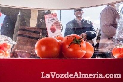 La Plaza Vieja ha vivido una gran jornada con música, juegos infantiles, degustaciones, muestra de tomates y venta con fines solidarios Fot