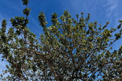 Amor por todos los rincones del municipio.