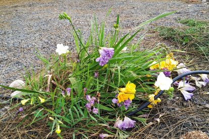 Flores ornamentales utilizadas para atraer insectos que favorezcan la polinización