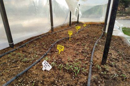 Interior del semillero que han puesto en marcha