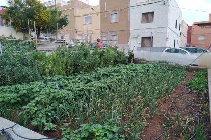 Parcela de cultivo en el huerto urbano de Piedras Redondas