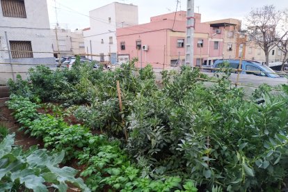 Parcela cultivada en pleno esplendor