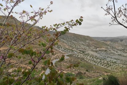 Concentración de almendros desde el santuario del Saliente.