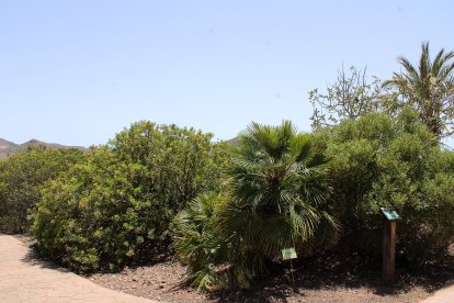 Jardín botánico de Rodalquilar.