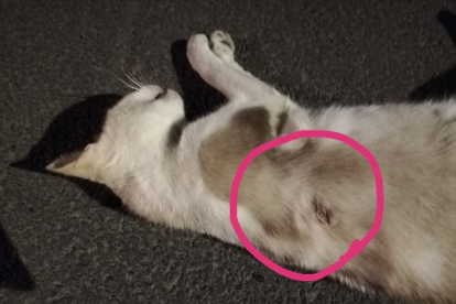 Disparos a un felino.