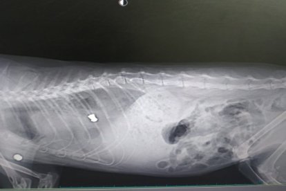 Más gatos explorados para comprobar los disparos.