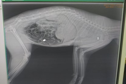 Radiografía a uno de los felinos encontrados.