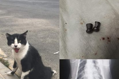 Un gato con perdigones en su interior.