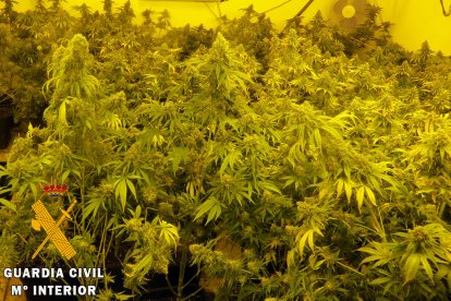 Había dos viviendas con marihuana plantada.