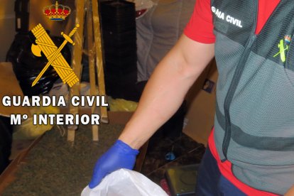 Los cogollos estaban dispuestos para su distribución.