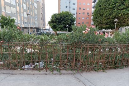Papeles acumulados en las jardineras