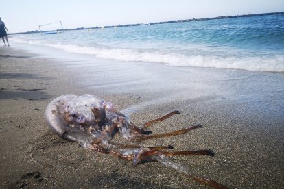 Las medusas han hecho acto de presencia en El Zapillo. Foto de Pepe Martínez.