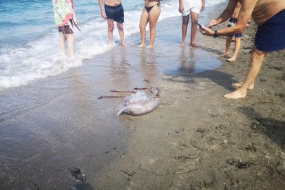 Las medusas sorprenden a diario a los bañistas en El Zapillo. Foto de Pepe Martínez.