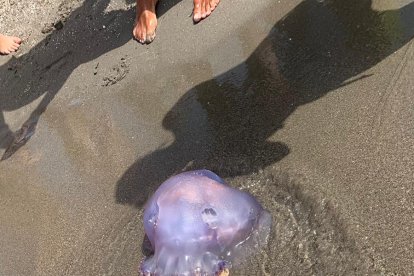 Las medusas protagonizan el verano.