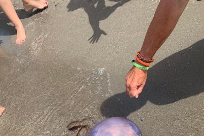 Un ejemplar de medusa gigante.