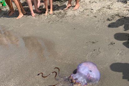 Medusas gigantes en El Zapillo.