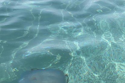 Bajo el agua se aprecia también su tamaño.