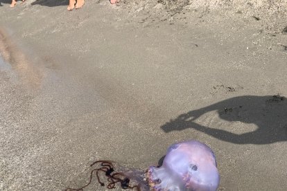 La medusa sobre la arena de El Zapillo.