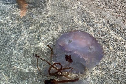 Medusa gigante encontrada en El Zapillo.