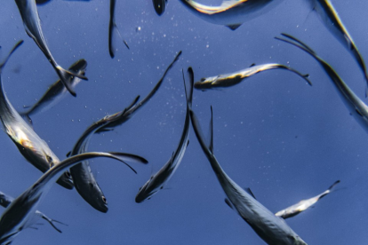 La vida de nuestro litoral se ve amenazada por la irresponsabilidad de algunos.