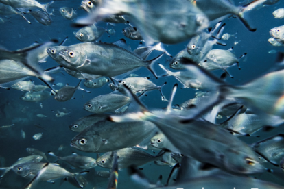 Banco de peces retratado con maestría por Carlos de Paz.
