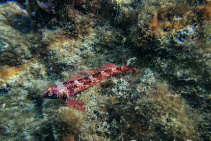 Pez de colores rojizos contrasta sobre el fondo marino.