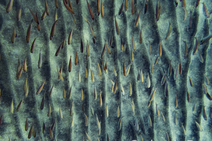 Banco de peces con la arena al fondo.