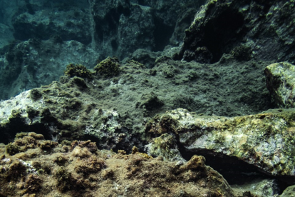 Estrella de mar incrustada en las rocas.