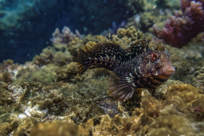 Curiosa especie de pez muestra de la diversidad de nuestros fondos.