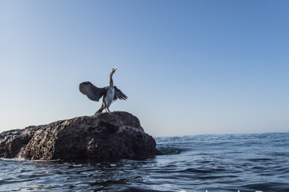 Cormorán secándose las alas al sol de la mañana.