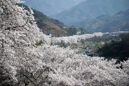 La belleza del Valle del Jerte. FOTO DE PIXABAY.