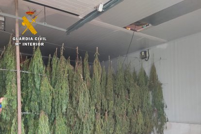 Vista parcial de las plantaciones.