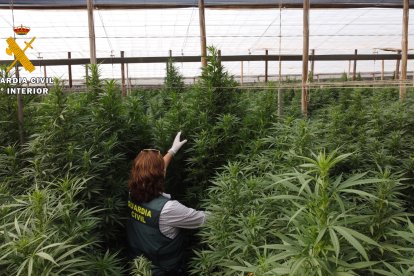 La Benemérita asesta un nuevo golpe al narcotráfico.