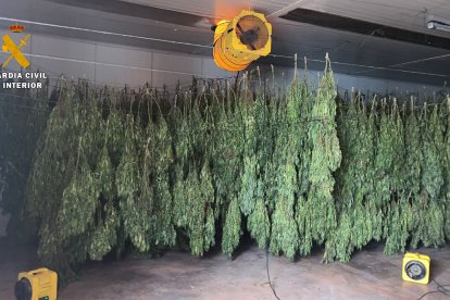 La Guardia Civil interviene 125.000 plantas de cannabis