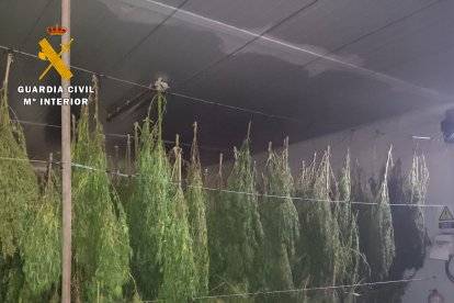 Parte de la droga incautada.