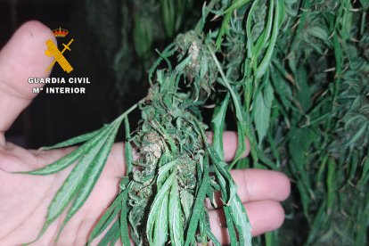 La droga, antes de ser preparada.