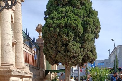 Flores de colores preparadas para adornar los nichos