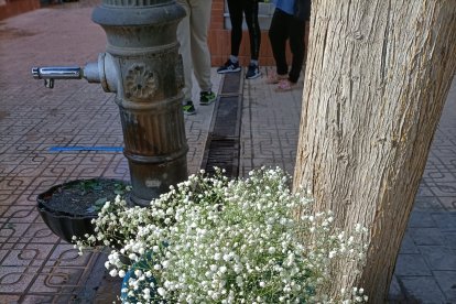 Los típicos cubos con flores