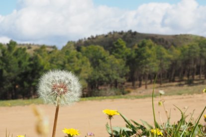 Tercer premio, Molinillo esperando que sople el viento, de María Angustias Martínez.