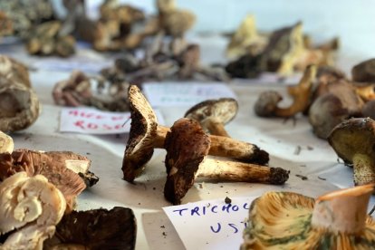 Al llegar al refugio, cada uno de los recolectores dejó sus setas para ser clasificadas y expuestas ante el resto de participantes. Foto de V.N.