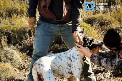 El can nada más ser rescatado.