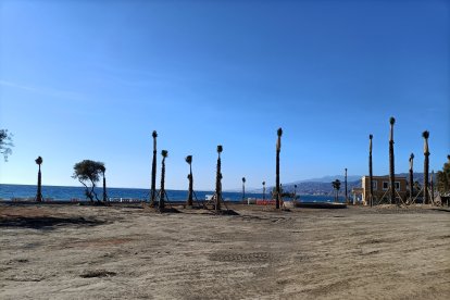 Palmeras en el entorno del nuevo paseo marítimo