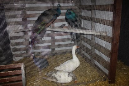 Algunas de las aves que han podido ver en el Belén este pasado fin de semana