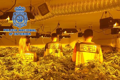 Agentes de la Policía Nacional en el interior de una plantación.