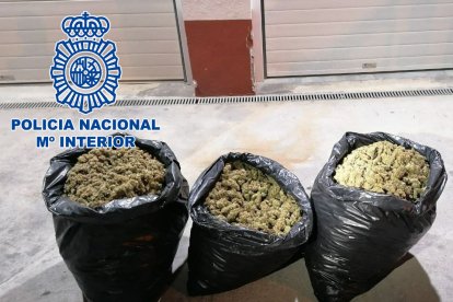 Bolsas de marihuana intervenidas.