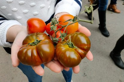 Un ramo de tomates almerienses.