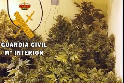 En las viviendas había más de 1.100 plantas de marihuana.