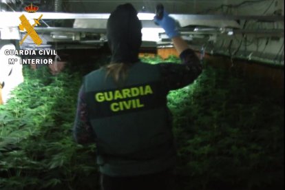 Plantación hallada en las viviendas ocupadas ilegalmente.